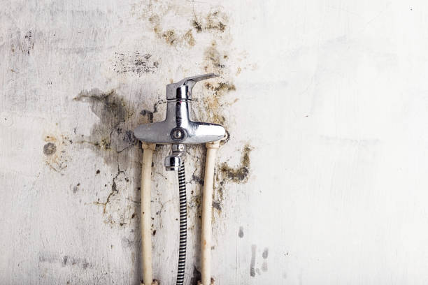 Best Same-Day Mold Removal  in Nambe, NM