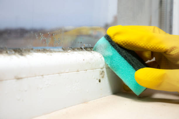 Mold Removal and Inspection in Nambe, NM