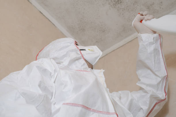 Professional Mold Removal in Nambe, NM