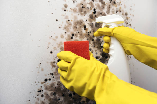 Best Commercial Mold Removal  in Nambe, NM