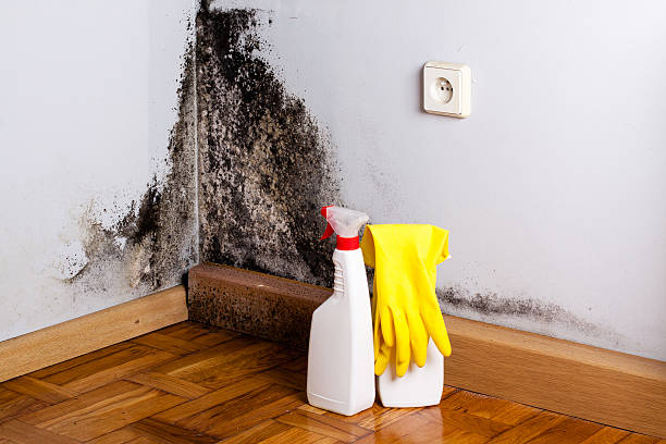 Office Mold Removal Services in Nambe, NM