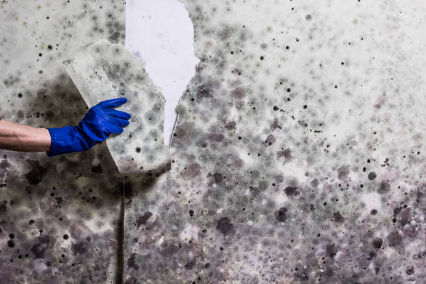 Best Mold Damage Repair  in Nambe, NM